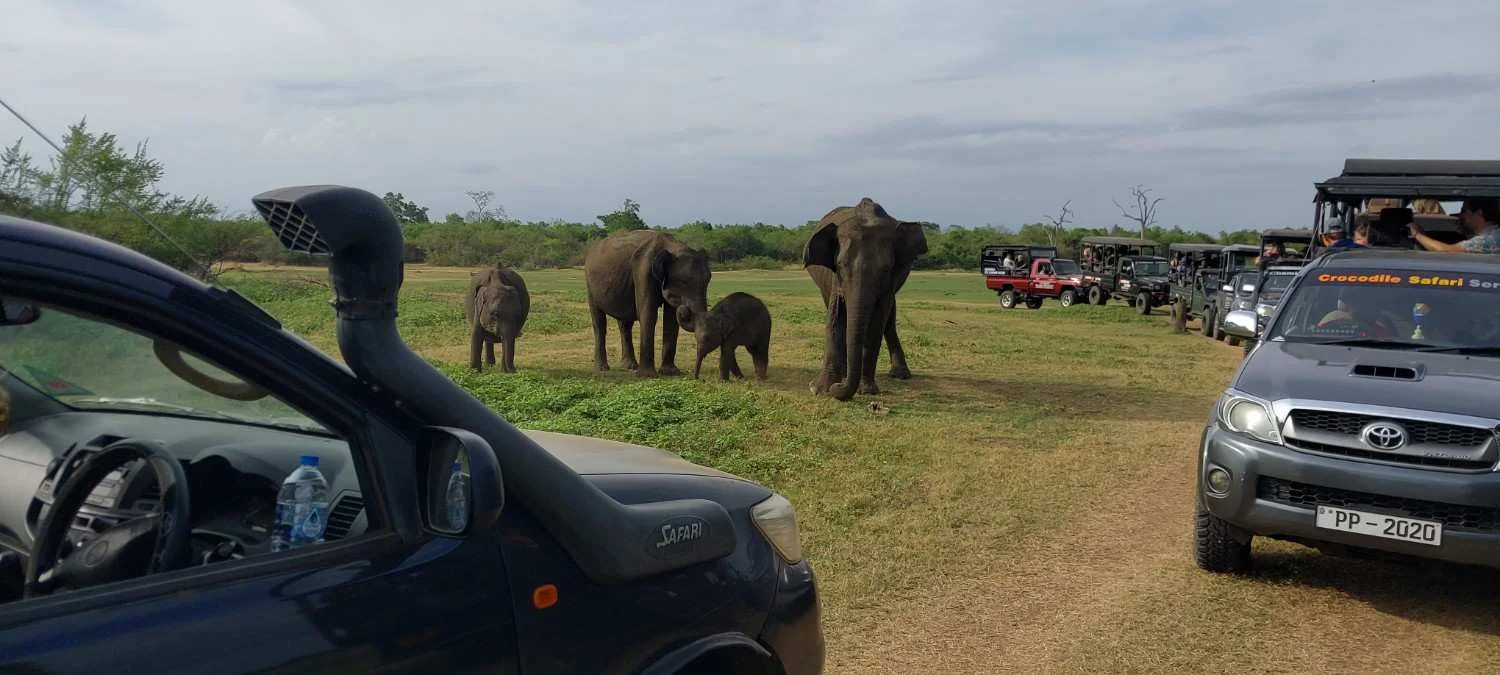 Elephant spotting during Udawalawe elephant safari Sri Lanka