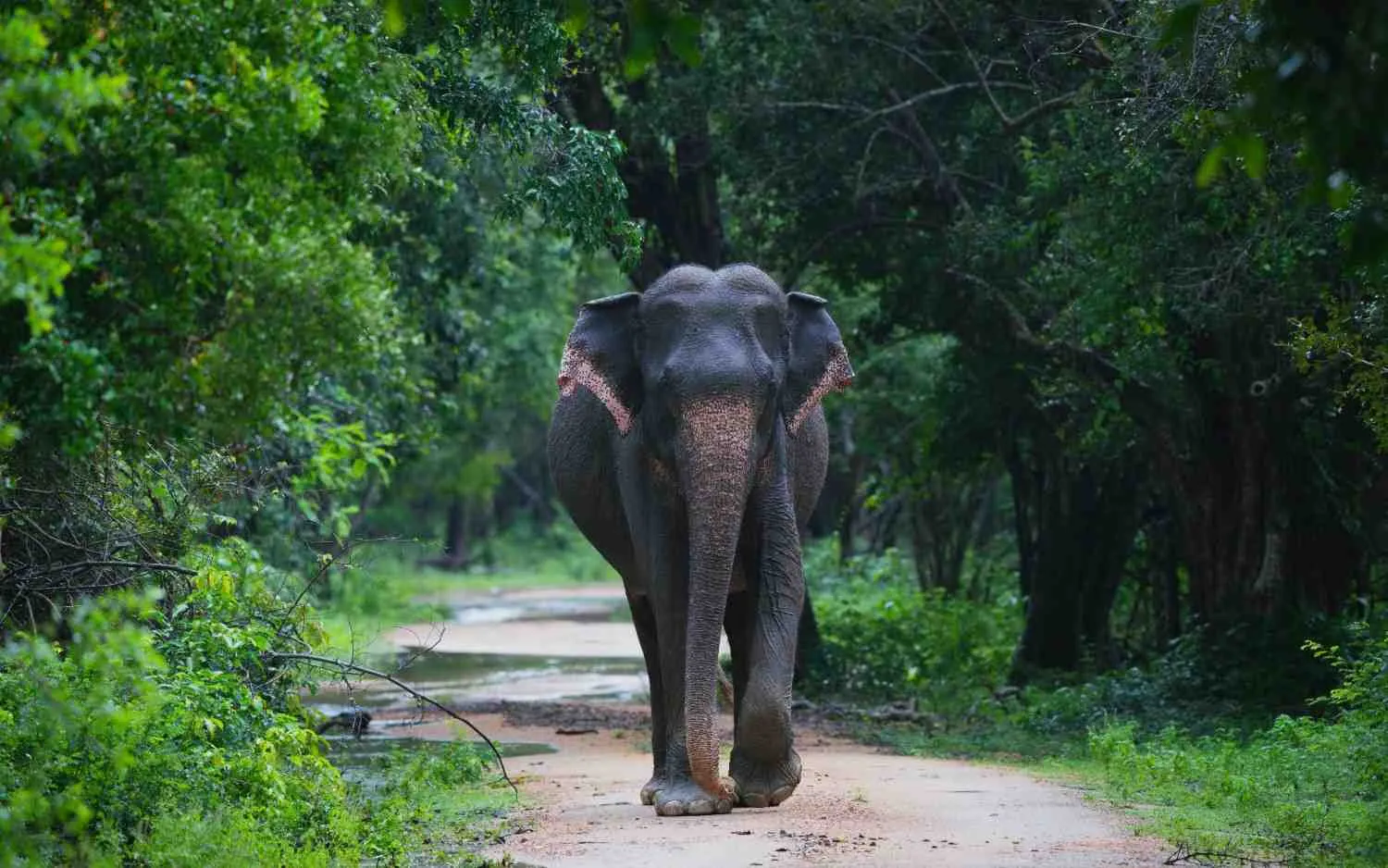 The Ultimate Guide to a Wild Safari in Udawalawe National Park, Sri Lanka (2026)