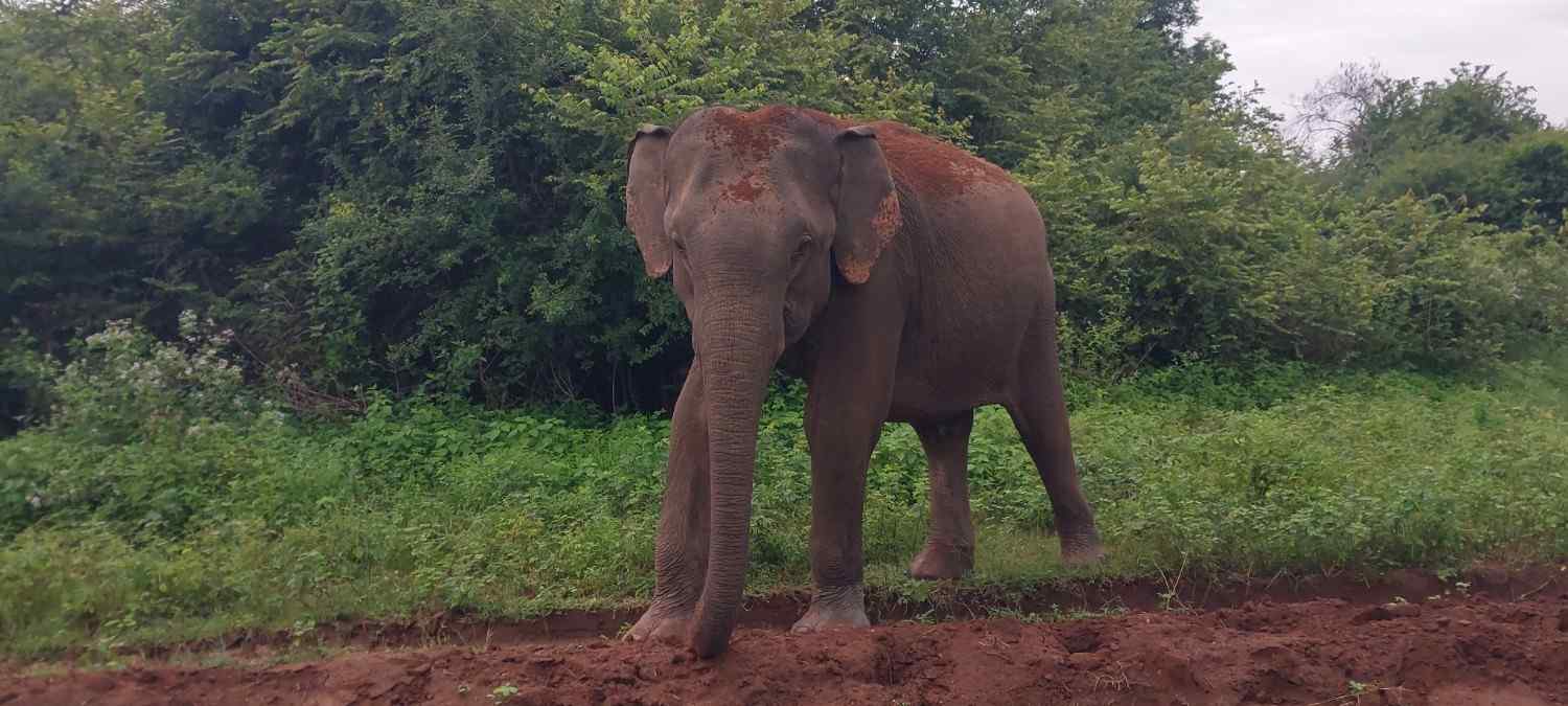 Majestic Elephant